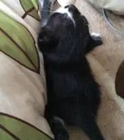 うに