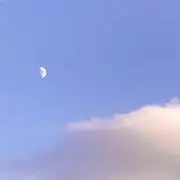 さくらの画像