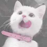 フォスの画像