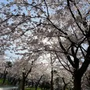 ぼすの画像
