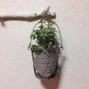 ともみ