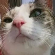 ステップスの画像