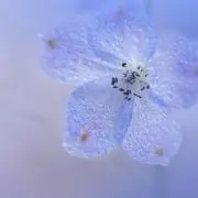 yukiの画像