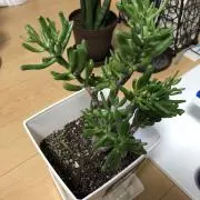 ポン吉⭐︎開封時撮影します⭐︎の画像