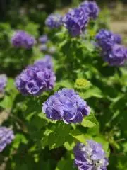 purpleの画像