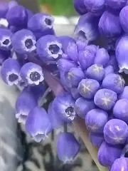 カシワバの画像