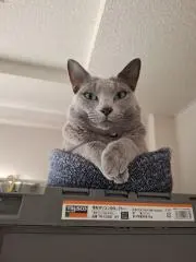 Nikkor ฅ^._.^ฅ 猫と同居中