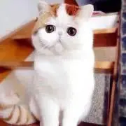 さえみの画像