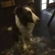 あちゃこの画像