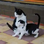 かずき