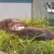 かなめの画像
