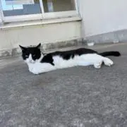 mimimiの画像