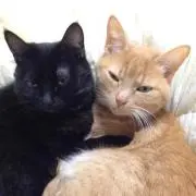 こまめの画像