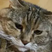 めー★の画像