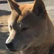 疑似3の画像
