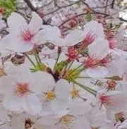 ✰かい✰26.1の画像