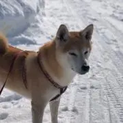 しばちゃんの画像