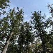 まるるの画像