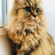 ひなの画像