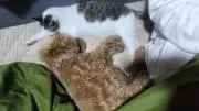 あずちぃの画像