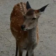 マウンテンの画像