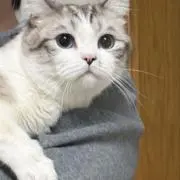 HotaruPの画像