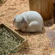 みー