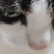 MAD　※即購入OK早い者勝ち※の画像