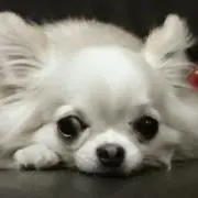 はな