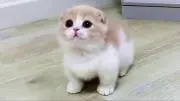 ちいかわ