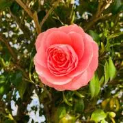 ゆぴ★プロフみてねの画像