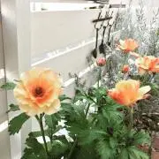 DA_YAMAの画像
