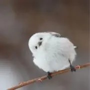 あすたまの画像