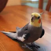 ぴぃ