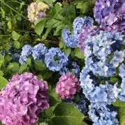 きつねまみれの画像