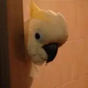 たお