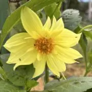 UREAの画像