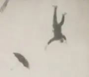 仔犬の画像