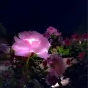 さきの画像