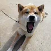 ゴンタ君の画像
