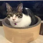 ちょこちゃんの画像