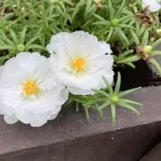 いちみつの画像