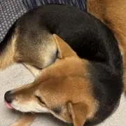 わんこの画像