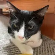 まな