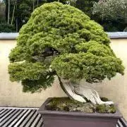 OTKの画像