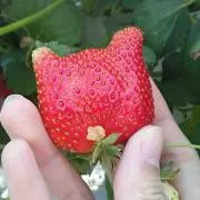 みやの画像