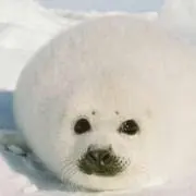 ずほ
