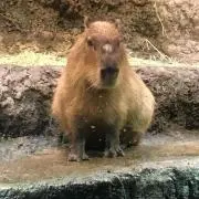 まくらの画像
