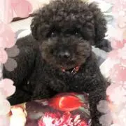 あんず♥️