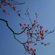 Ricocoの画像